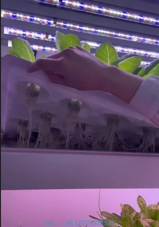 Agriculture Farming System - F serre équipement agricole grandir champignons