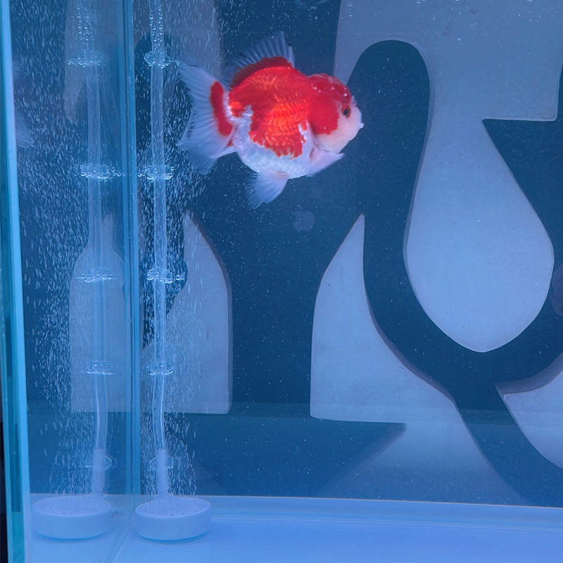 Ventouse pour aquarium, 10 piè - Aquaculture Aerator Pump avis et prix