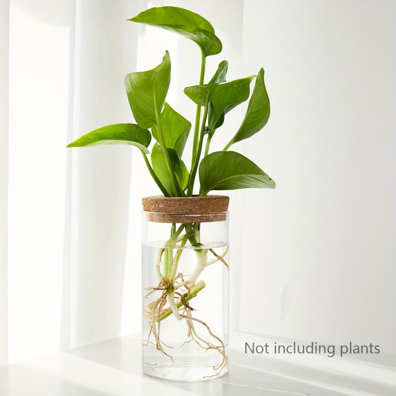 User inière en verre pour plan - Plant Growth Regulator avis et prix