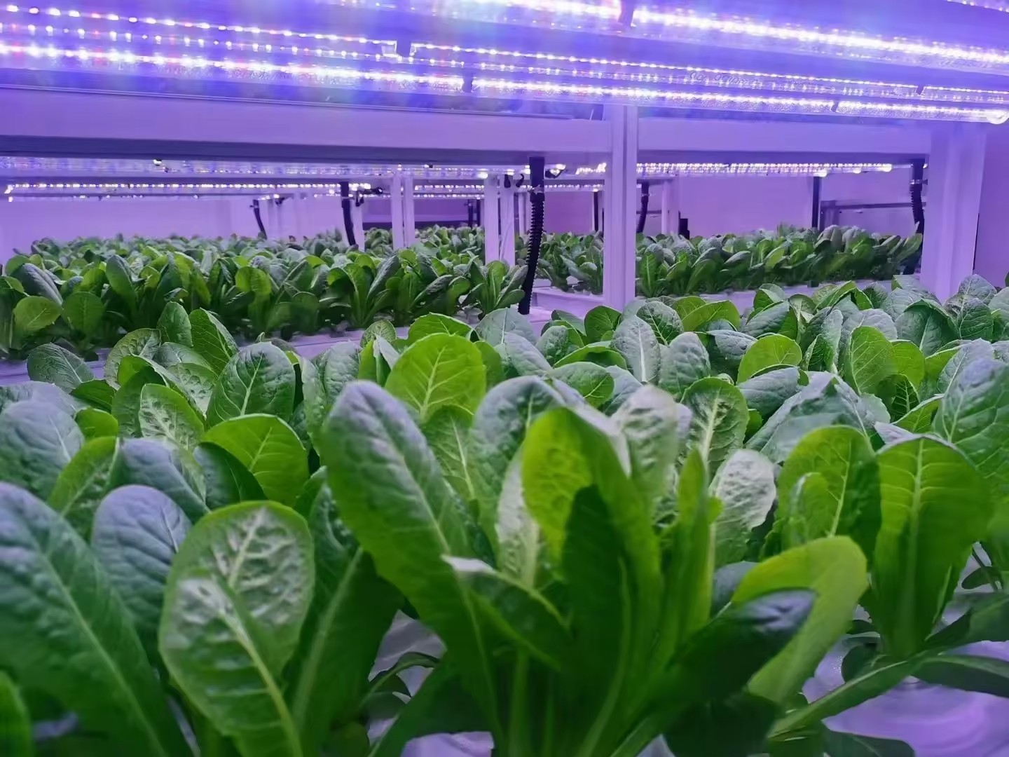 F serre équipement agricole gr - Agriculture Farming System avis et prix
